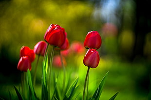 red tulip selective photo HD wallpaper