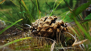 brown and black stone fragment, nature, grass, cones, pine cones HD wallpaper