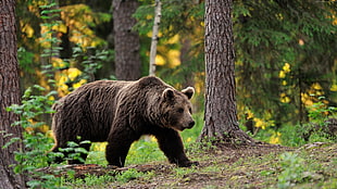 brown bear under green tall trees