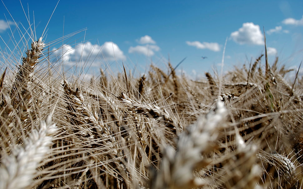 macro photography of wheat HD wallpaper