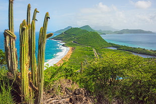 green grass-covered island, nature, landscape, beach, cactus