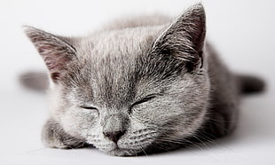 gray Tabby cat