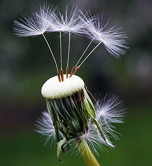 white Dandelion in bloom macro photography
