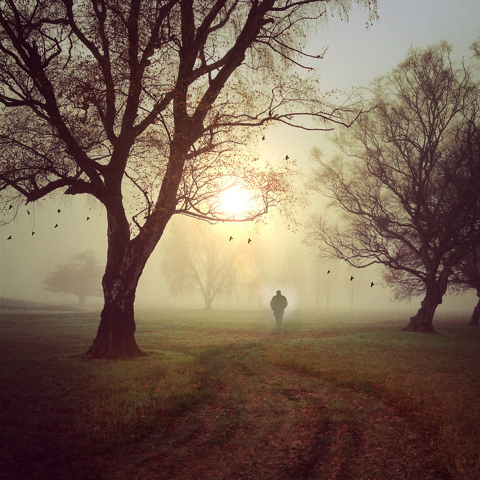 man in black coat walking surround by trees under gray sky HD wallpaper