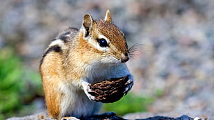 black and beige squirrel holding food