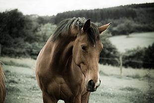 tilt shift photography of brown horse