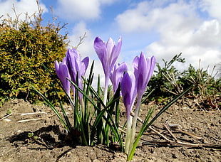 purple Crocus flower in closeup photo