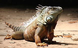 close up photo of Iguana