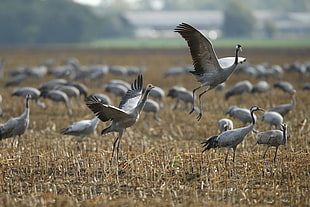 flock of white bird on brown grass field HD wallpaper