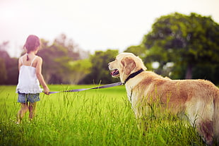 girl wearing white spaghetti strap shirt and blue shorts holding gray leash with Golden Retriever