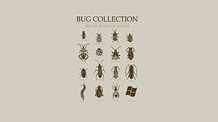 bug collection poster, insect, infographics, science, animals HD wallpaper