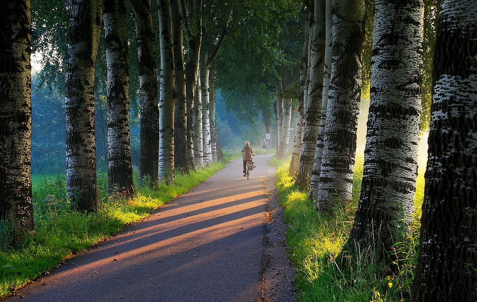 black and white trees, trees, road, bicycle HD wallpaper