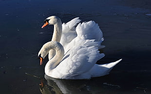 two Mute Swans on calm waters