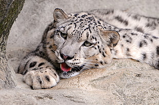 snow leopard lying on ground HD wallpaper