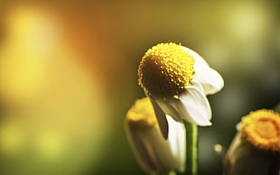 close up photo of white cone flower HD wallpaper