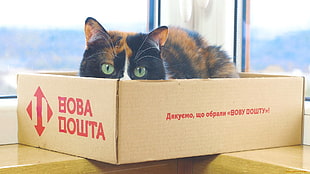 adult calico cat, boxes, cat, animals