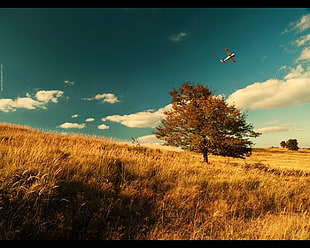 brown leafed tree, field, aircraft, trees, landscape