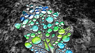 selective color of water drop, selective coloring, water drops, leaves HD wallpaper