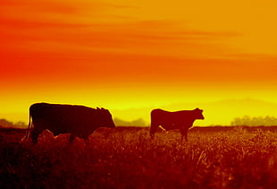 two silhouette of cattles on grass field