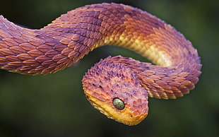 Snake,  Bend,  Color,  Scales HD wallpaper
