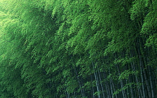 green leave trees HD wallpaper