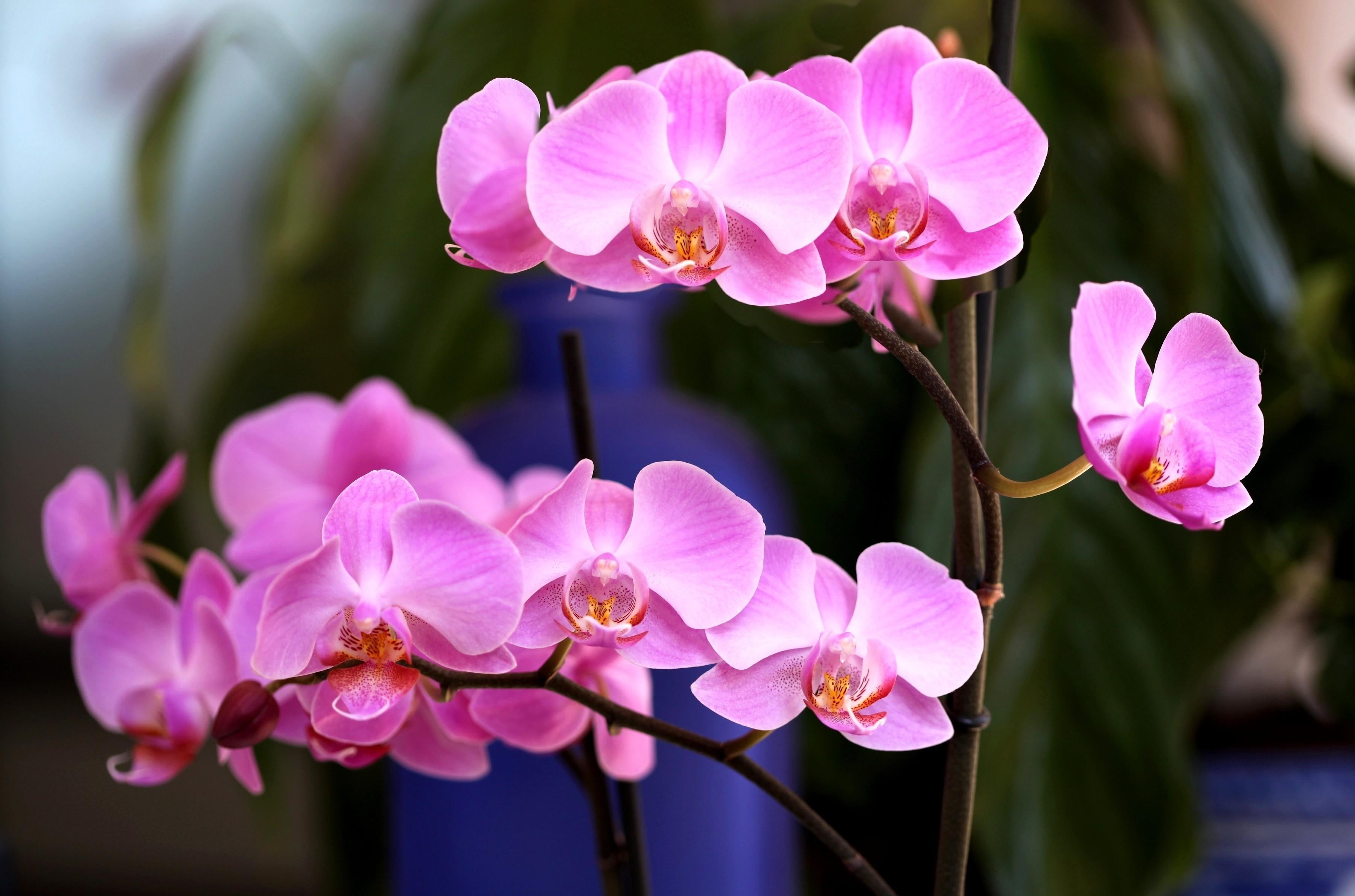 Orchid - Flowers Photo (28139195) - Fanpop