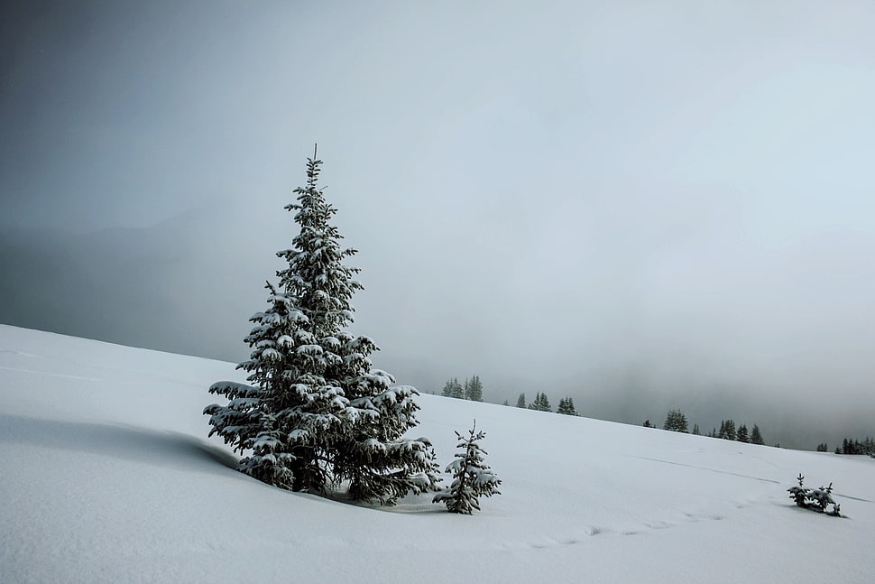 green pine tree, trees, winter HD wallpaper