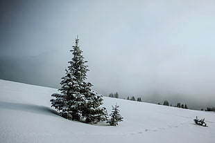 green pine tree, trees, winter