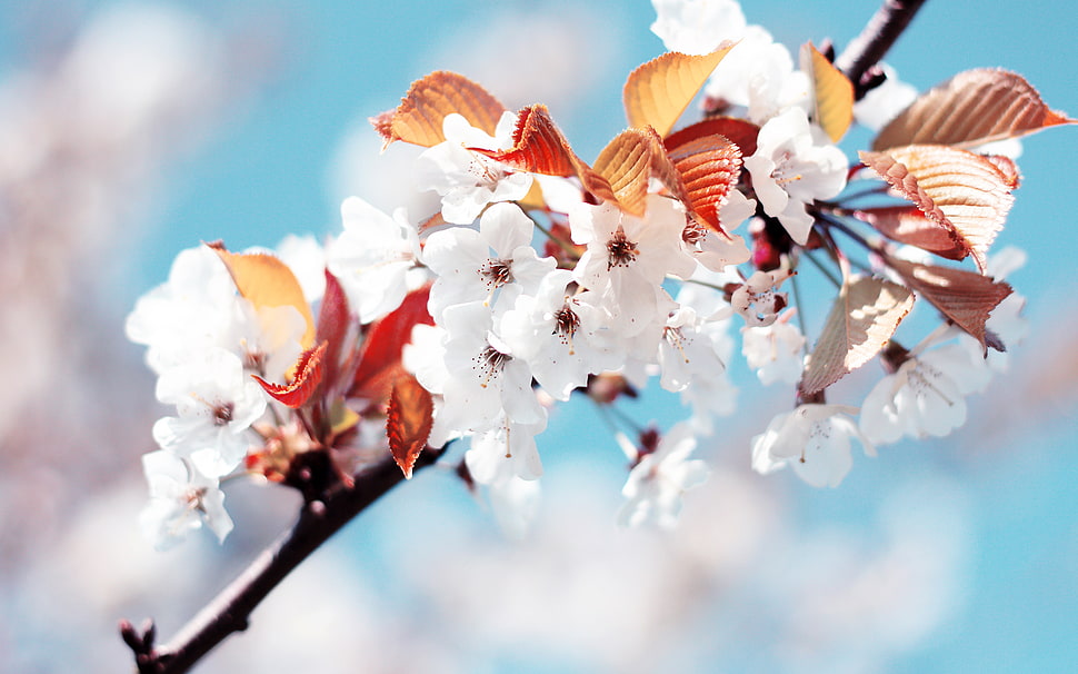 white orchid flower HD wallpaper