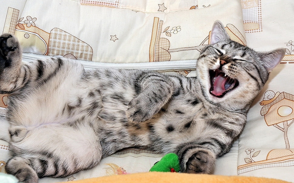 gray and white cat HD wallpaper