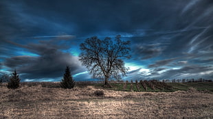 bare tree, nature