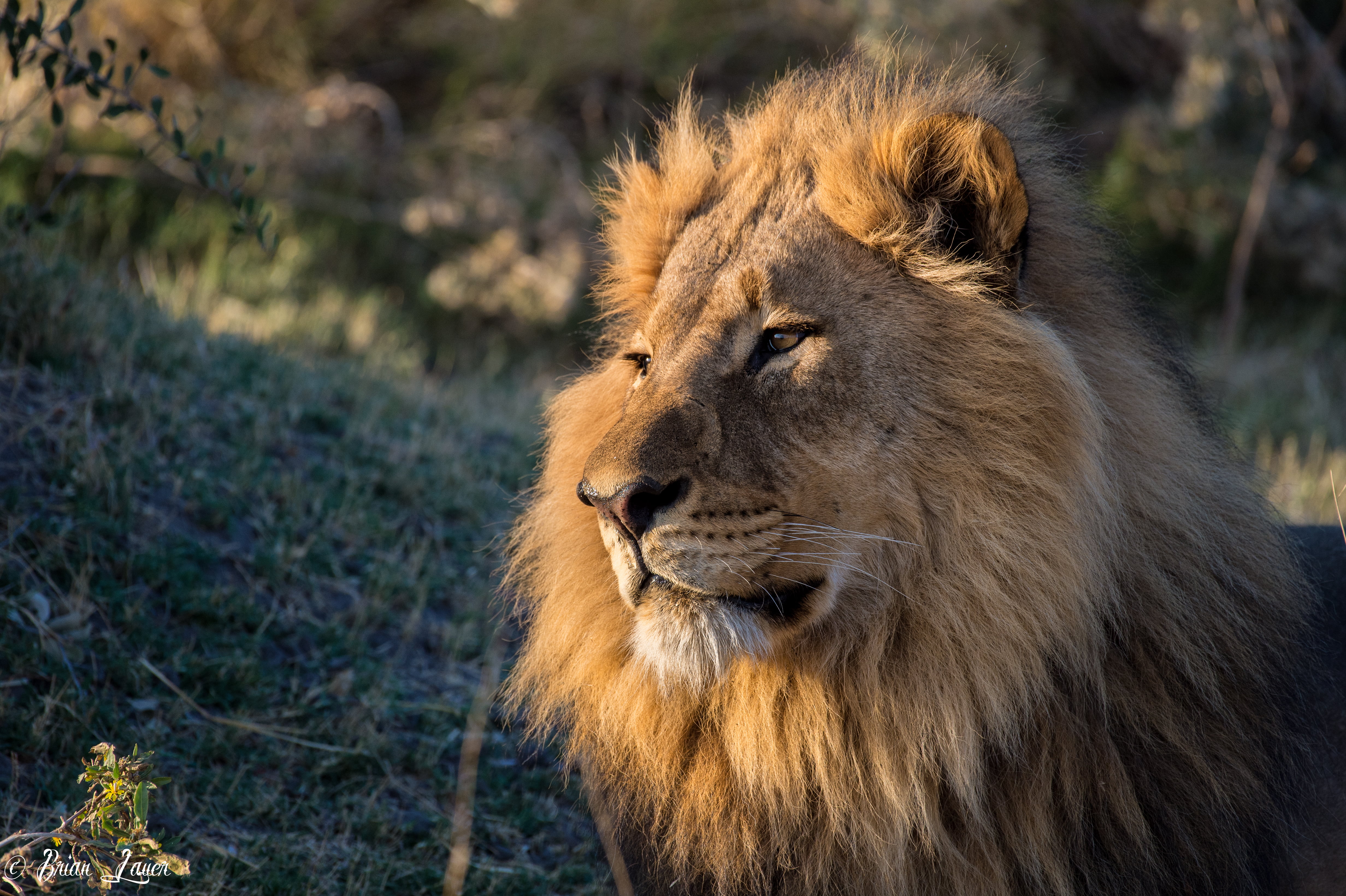 brown king lion photography