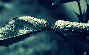 macro shot of leaves and rain drops HD wallpaper
