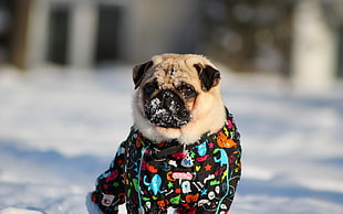 fawn pug with black blue white and orange costume