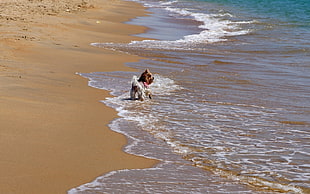 photo of wirehaired dog at the seashore