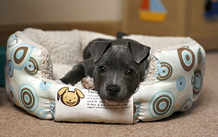 solid blue American pit bull terrier puppy on white and blue floral pet bed HD wallpaper