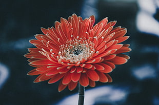 red daisy flower, Aster, Flower, Petals
