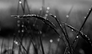 grayscale photo of wet wheat grass