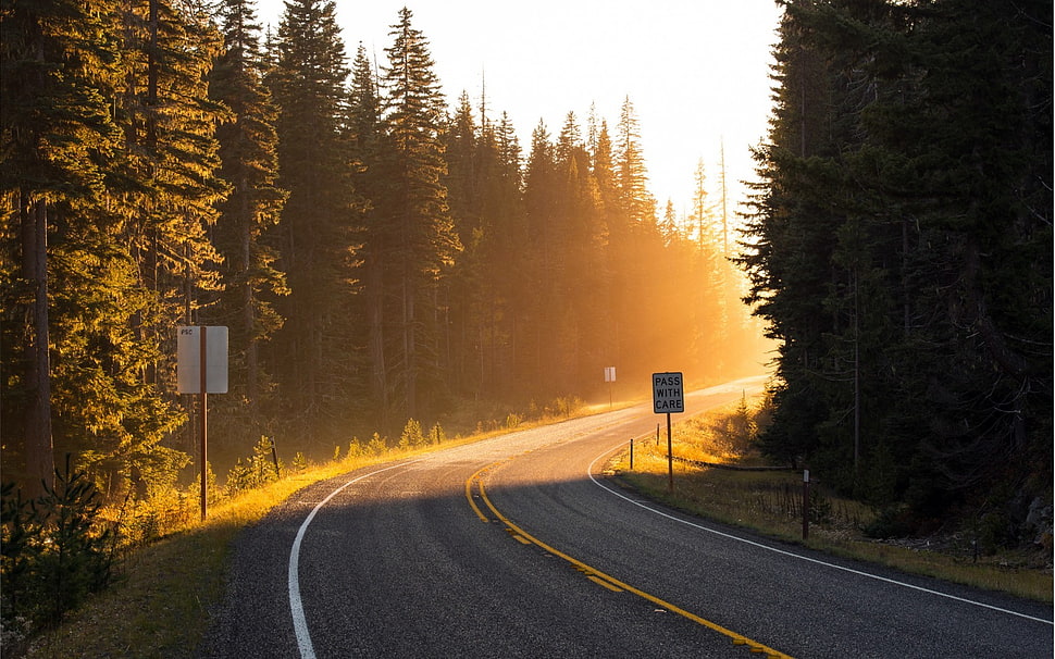 gray concrete road, trees, forest, road, sun rays HD wallpaper