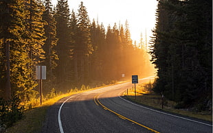 gray concrete road, trees, forest, road, sun rays