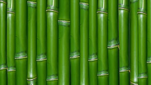 bamboo plant HD wallpaper