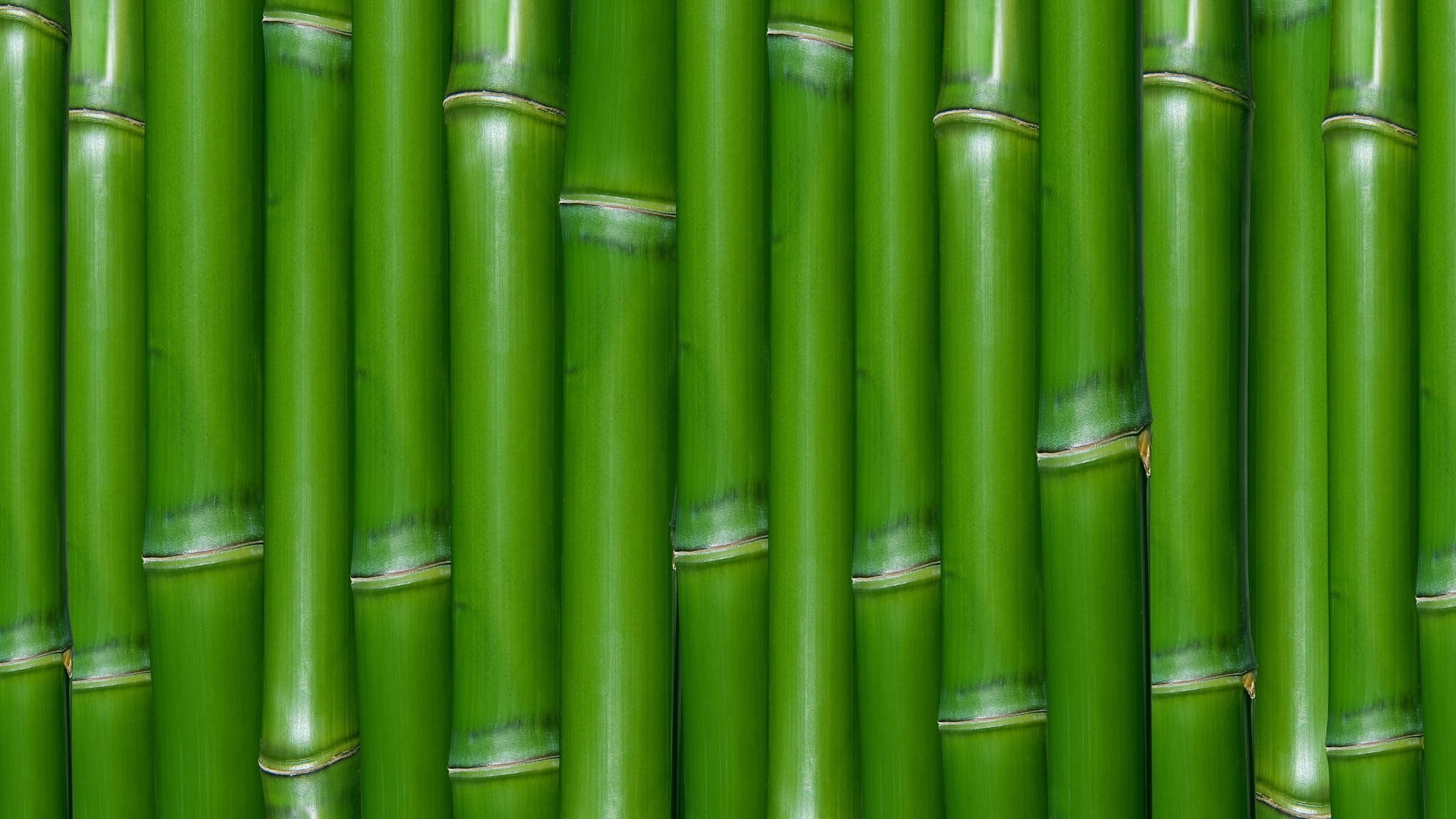 Download wallpaper for 3840x2400 resolution | Green fresh bamboo ...