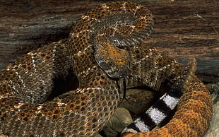 brown rattlesnake near brown wooden during daytime HD wallpaper