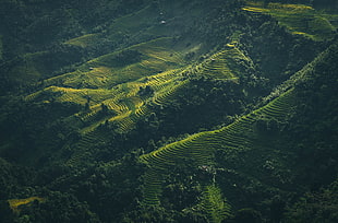 aerial view of crop field during daytime HD wallpaper