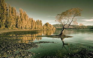 brown leafed tree, nature, landscape, lake, forest