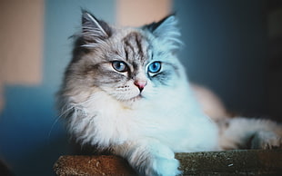 white and gray persian cat