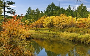 river between yellow bush-covered lands near yellow and green trees HD wallpaper