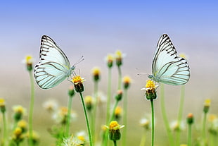 two white butterflies perched on yellow flowers in closeup photo