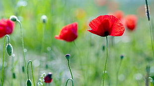 selective focus photo of red poppy flower HD wallpaper