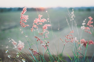 pink grasses close-up photo